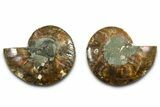 Cut & Polished Ammonite Fossil - Madagascar #377547-1